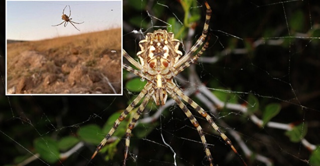 Dünya'nın en zehirli örümceklerinden biri Kırşehir'de görüldü