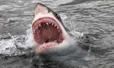 Köpek balığı turisti parçaladı!