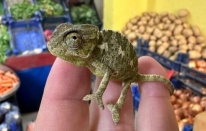 Manavdan çıkan bukalemun