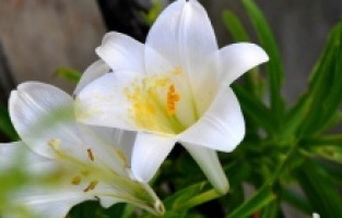 Beyaz Zambaklar Ülkesinde