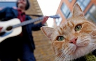 Sıra dışı bir dosluk öyküsü: Sokak kedisi BOB