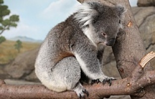 113 Hayvan türü için acil yardım çağrısı