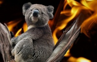 Avustralya develerden sonra koalaları öldürdü