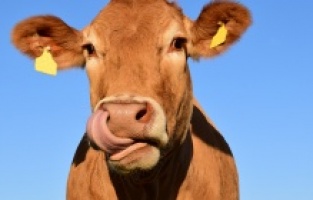 Çalınan inek DNA testi ile bulundu