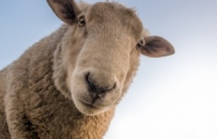 Hayvancılığa devletten ciddi destek