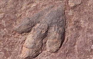 Kanada’da yeni dinazor fosili bulundu