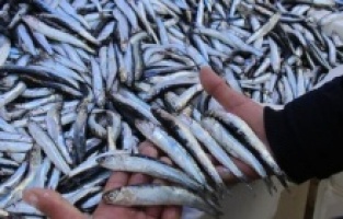 Hamsi avı durduruldu