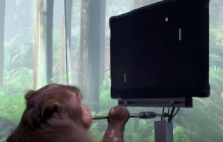 Maymunun beynine çip yerleştirildi