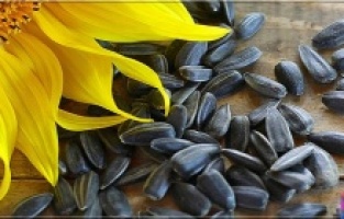 Türk bilim insanları ayçiçeğiyle başardı