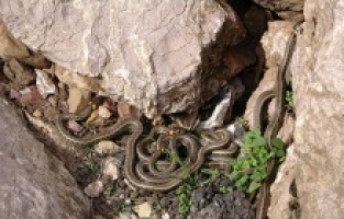 Yüksekova’da sürü halinde güneşlenen yılanlar