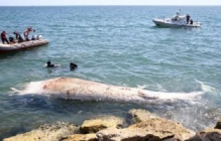 Dünyanın ikinci büyük türü Mersin sahiline vurdu!