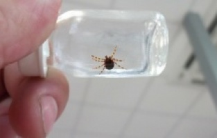 Kene sayısında 5 kat artış