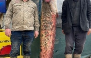 Edirne'de iki metrelik yayın balığı yakalandı