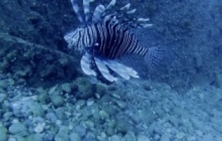 Ekosistemi tehdit ediyor! Marmara Denizi'nde yabancı tür tehlikesi