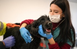 Enkazdan kurtarılan evcil hayvanlar İzmir’de rehabilite ediliyor