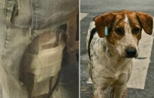 Başıboş sokak köpeği sorununda emsal karar: