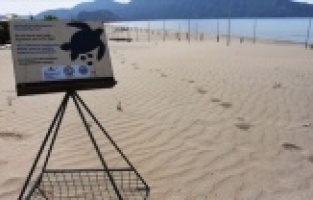 İztuzu Plajı'nda caretta caretta yuvası rekor sayıya ulaştı