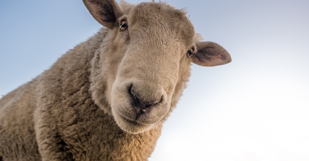 Hayvancılığa devletten ciddi destek