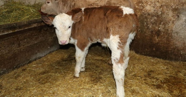 Bakanlığın suni tohumlama projesiyle Karabük'te 800 buzağı doğdu