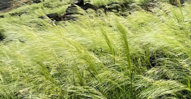 Uzmanlar değerlendirdi: Suudi Arabistan'da yeşeren araziler 'kalıcı olmayabilir'